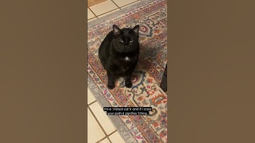 Real meaning of a black cat crossing your path.. #blackcat #cats #catvideo #lol #shorts #funny