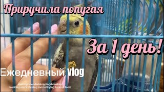 ПРИРУЧИЛА ПОПУГАЯ за 1 ДЕНЬ/ 4-6 день ДОМА/ VLOG