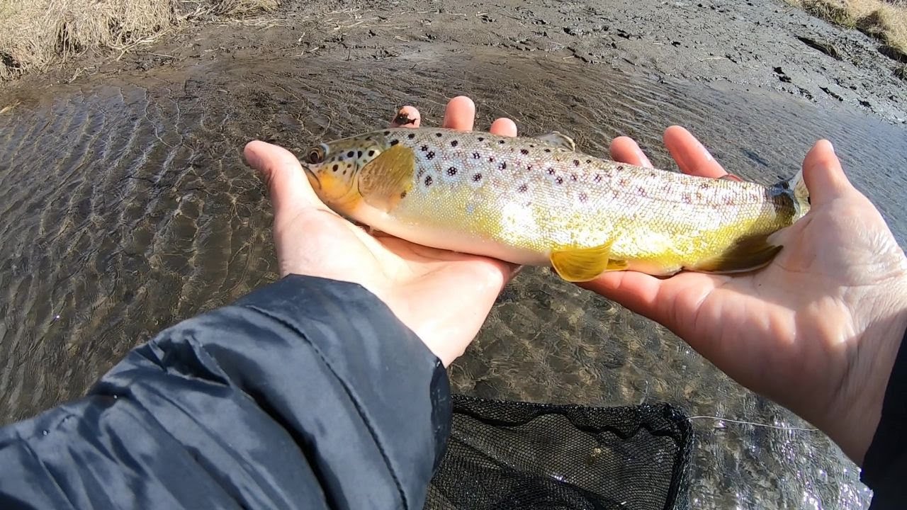 Trout Fishing Southern Wisconsin YouTube