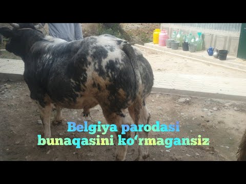 Video: Belgiyaning Bit Bozorlari Yoki Brokanti