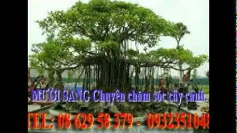 [[[0932351048.]] dịch vụ cắt cỏ, trồng cây xanh sân vườn quận 8.tphcm