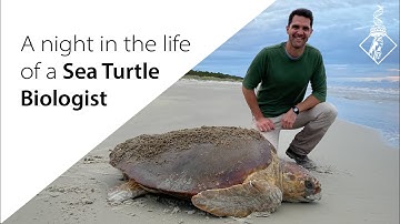 A Night in the Life of a Sea Turtle Biologist | SciAll.org