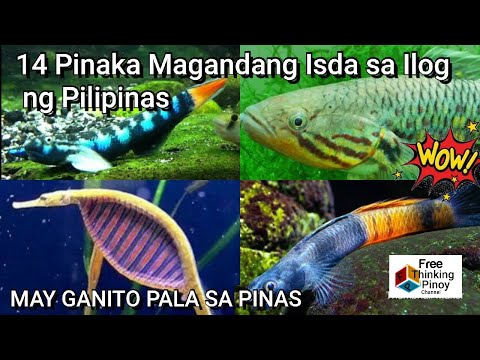 Video: Predatory fish. Mga species at pagkakaiba-iba ng predatory fish