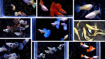 Tổng Hợp Những Dòng Cá Bảy Màu Đẹp Đang Bán Tại Trại | Ngắm Cá Thư Giãn | Dat Guppy