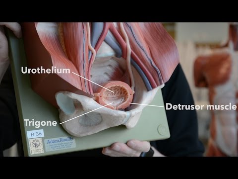 Bladder Anatomy