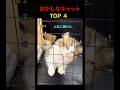 おかしなキャット TOP4 #shorts