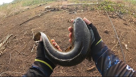 Câu cá lóc tự nhiên | Trải nghiệm đập đá Bàng + Bàu Cạn có hàng