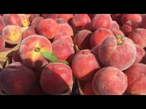 أضرار الخوخ لمرضى السكرى Peach Damage To Diabetics Youtube