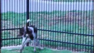 Celebrity Sterling, a German Wirehaired Pointer Profile