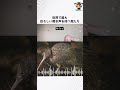 世界で最も恐ろしい鳴き声を持つ鳥たち
