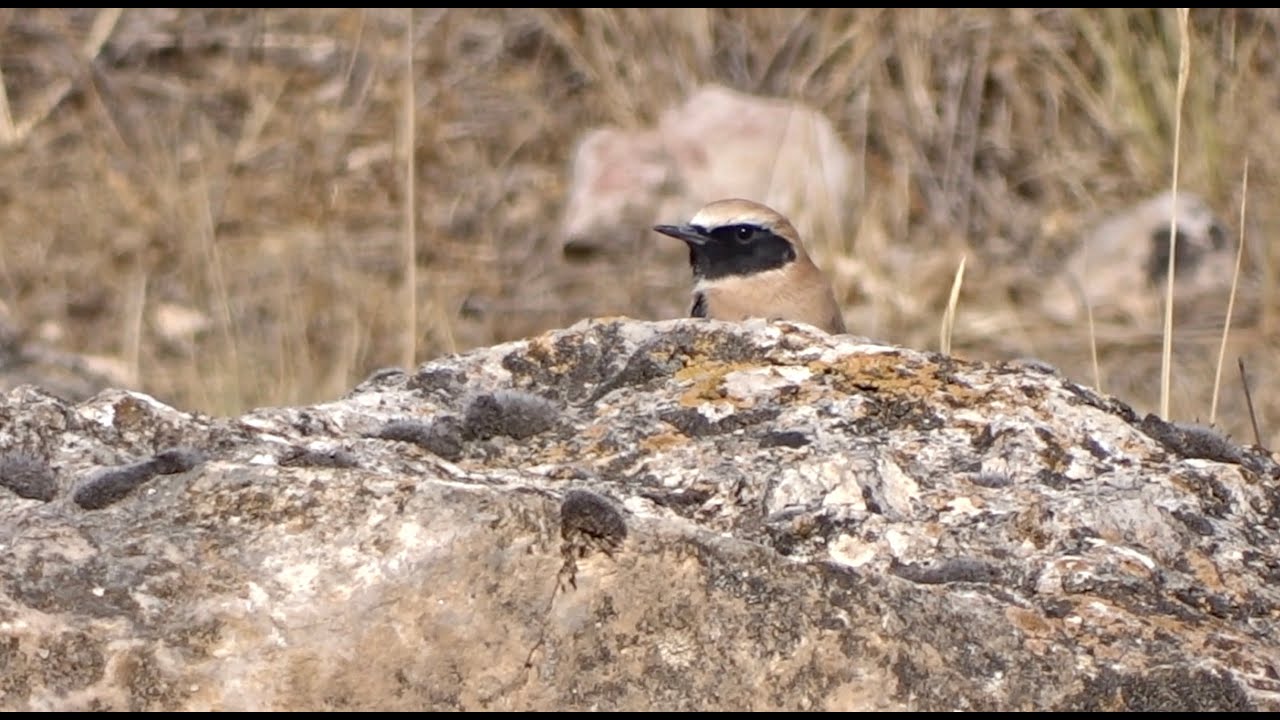 Western Black-eared Wheatear - Westelijke Blonde Tapuit [Spain, 2022]