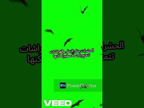 سبحان من عل مها الطيران تأمل تنوع أجنحة الطيور والحشرات  