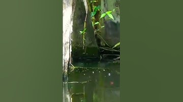 paro #shorts #shortvideo #fishing