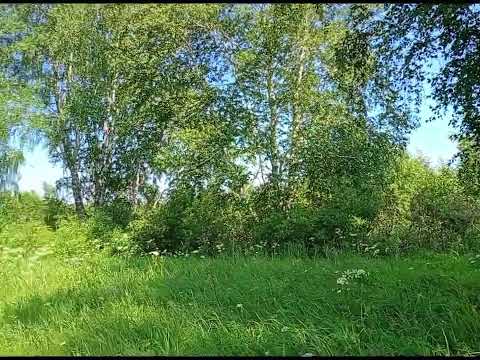 Березовая роща