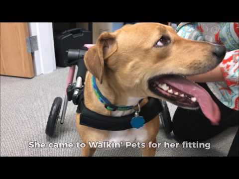 Elinor the Rescued Paralyzed Dog Gets New Life