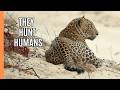 Man Eaters When Leopards Hunt Humans Full Documentary 