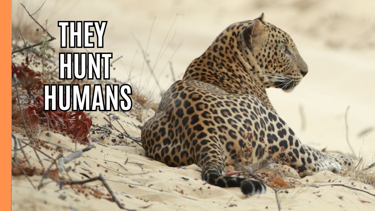 Man Eaters: When Leopards Hunt Humans | Full Documentary