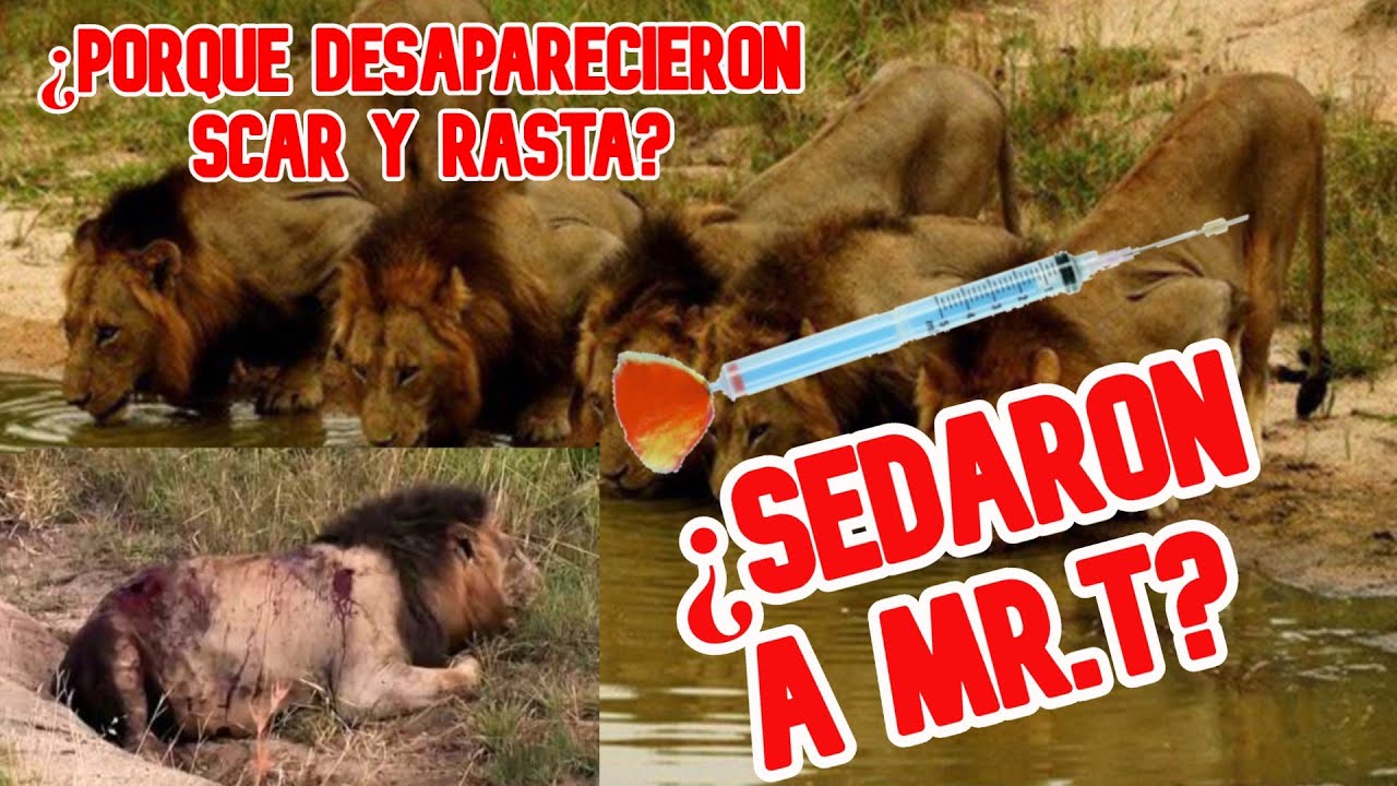 LEONES MAPOGO | El mito sobre su muerte - YouTube