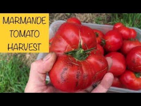 Marmande Beefsteak Tomato harvest - 2017