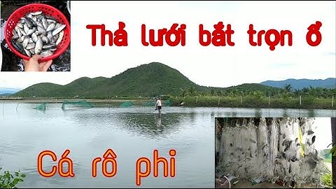 Trải nghiệm lần đầu thả lưới bắt nguyên ổ cá rô phi | Vương Chuột Nguyễn |