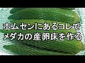 【メダカ 飼育】ホムセンにあるオクラネットで産卵床が作れます 滋賀県のメダカ販売店 めだか藁屋 高木正臣