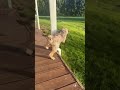 The Dog Is Running Too Fast рџђ рџ Јрџ Ј Dog Funny Funnydog Fyp Foryou Funnyvideo Funnydogs The Dog Is Running Too Fast рџђ рџ Јрџ Ј Dog Funny Funnydog Fyp Foryou Funnyvideo Funnydogs