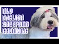 2020 Best English sheepdog how to groom in a long teddy bear. Easy to follow step-by-step tutorial.