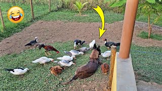 Se sentindo a vontade no meio dos patos e galinhas..😂😂 by Cães em nossa vida!!! 6,053 views 1 month ago 8 minutes, 19 seconds