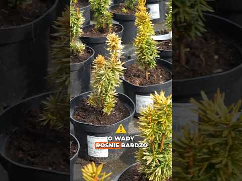 Żywopłot z cisa 🌿😲 Czy to najlepszy żywopłot?