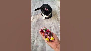 Cute Cat ASMR 🍭🩷 Oddly Satisfying Reverse Video #cutecat  #oddlysatisfying