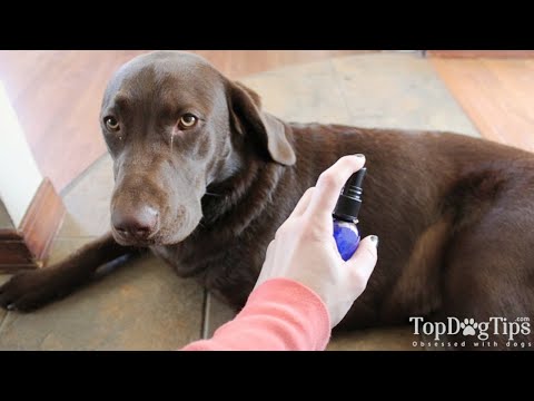 How To Make Homemade Dog Itch Spray