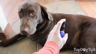 How To Make Homemade Dog Itch Spray Youtube How To Make Homemade Dog Itch Spray Youtube