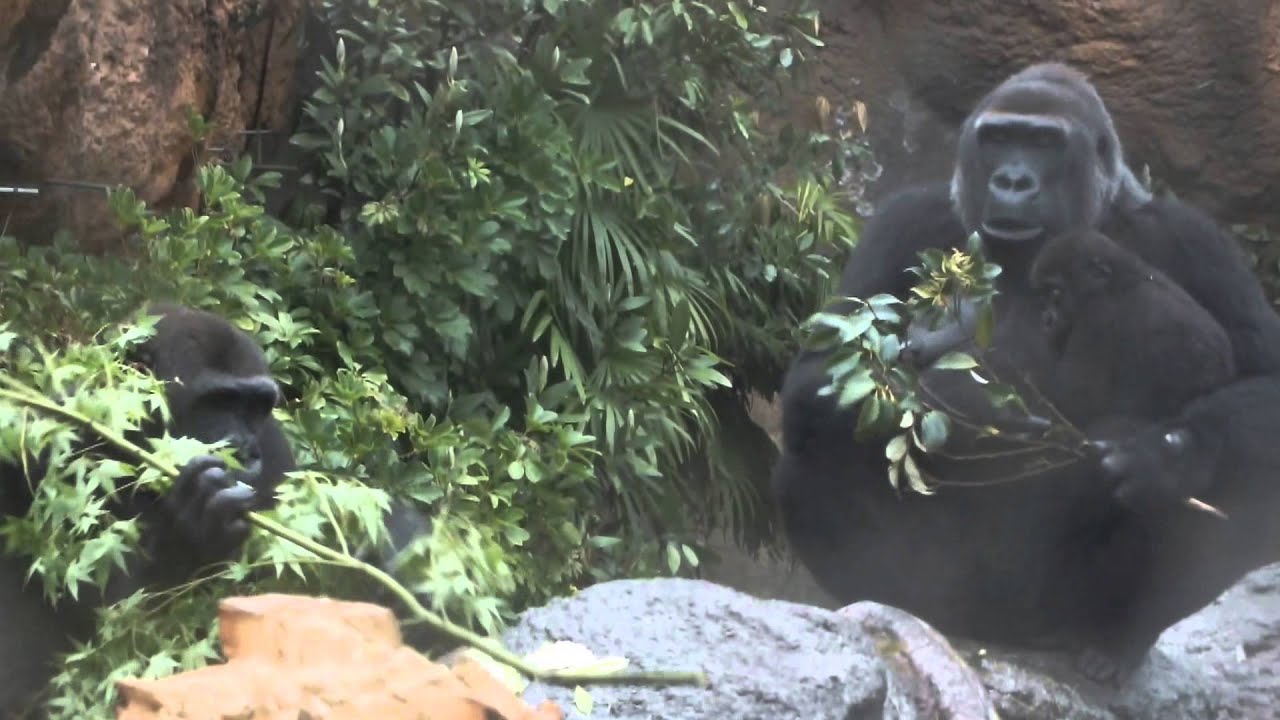 kawaii emoticons #01 Gorilla sisters.(1 year old,4 years old,) and mom.ゴリラ姉妹(1 歳と4歳) と母ゴリラ。
