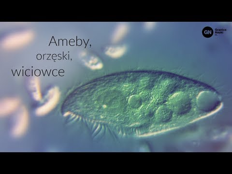 Wideo: Jak Porusza Się Orzęsek?