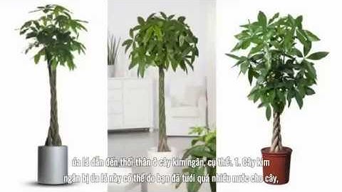 Cây Kim Ngân Bị Thúi Thân, Thối Lá Và Cách Phòng Trị - Kênh CLV