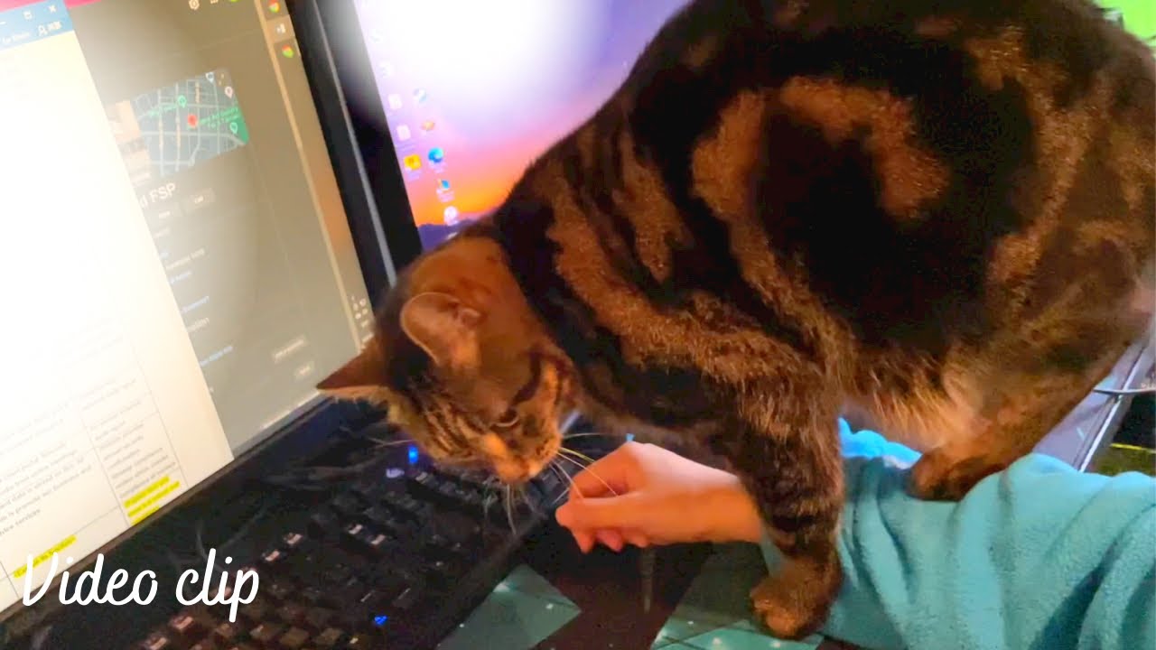 Cat kneading with his hind legs ふみふみ猫 YouTube