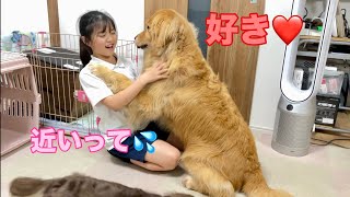 大好きな娘にストレートに気持ちを伝える大型犬クッキー【ゴールデンレトリバーとミニチュアダックスフンド】