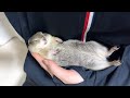 なついたリスを抱っこしながら寝かしつけてみた
