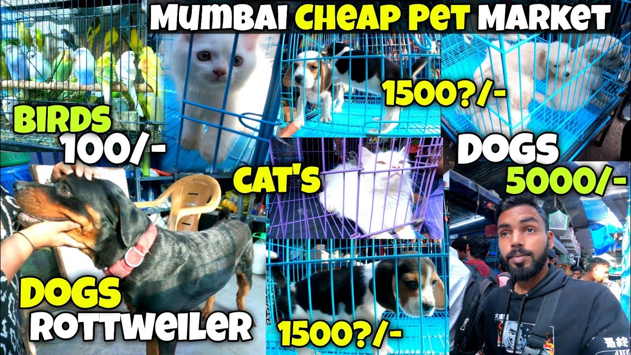 Mumbai Cheap Pet Market 2024 Exotic Pet Market In Mumbai Crawford mumbai-cheap-pet-market-2024-exotic-pet-market-in-mumbai-crawford