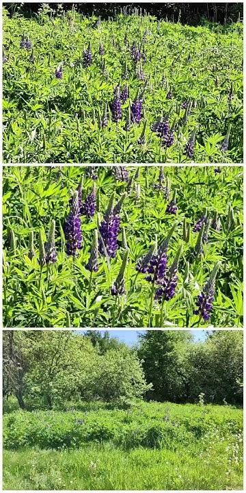 LUPIN IN MOSCOW. ЛЮПИН В МОСКВЕ. #moscow #plants #lupin #nature #люпин ...