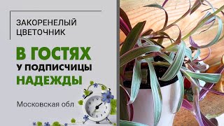 В гостях у Надежды  Московская область | Традесканции, сингониумы, монстера, фикусы, суккуленты ...