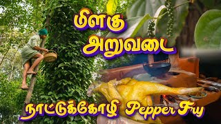 செம பிரெஷ் ah வறுத்த நாட்டுக்கோழி கறி | PEPPER COUNTRY CHICKEN Cooking in FARM | Tamil native Farmer screenshot 5