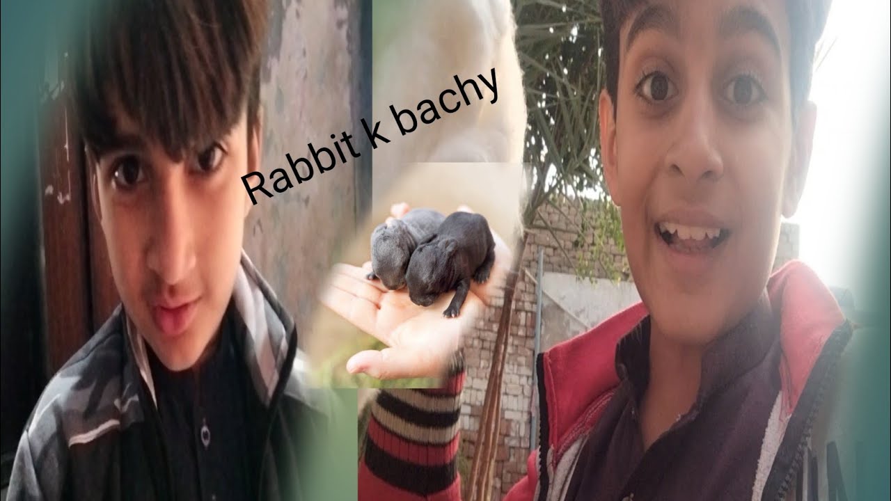 Prank Rabbits Hadi k sth 1st Prank | Rabbit NY bachy dy dye | Pets vlog - YouTube