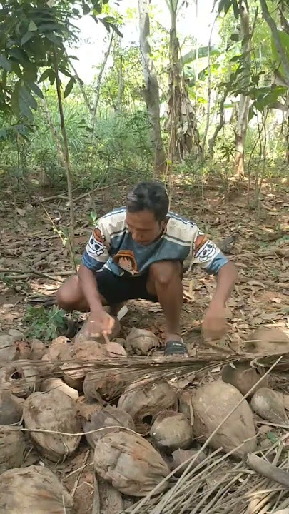 look for animals in a pile of coconut shells #nature #shortvideo