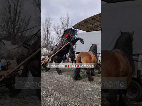 Video: Cum poate un cal să tragă o căruță fizică?