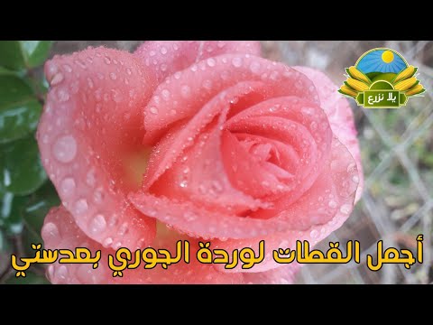 اجمل القطات لورد الجوري بعدستي