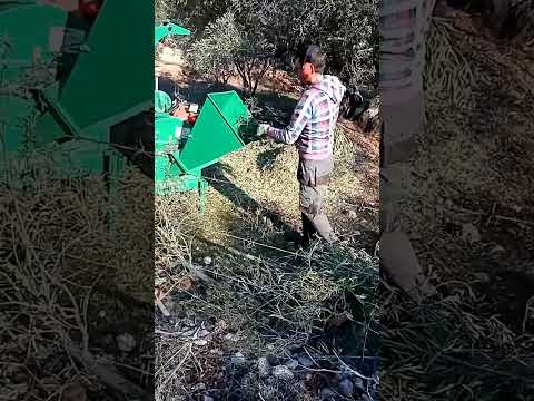 Θρυμματοποίηση κλάδων ελιάς.