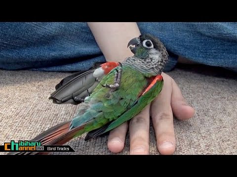 チビ芸 転がり編 Take2(HD)