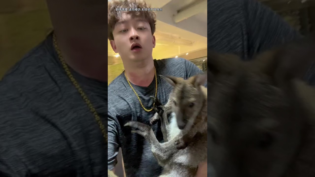 當吉娃娃遇到不同的異寵會怎麽罵？ 