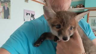 Twas a long morning! #fox #wildlife #cuteanimals #cute #squirrel #viral #vlog #fyp #mylife